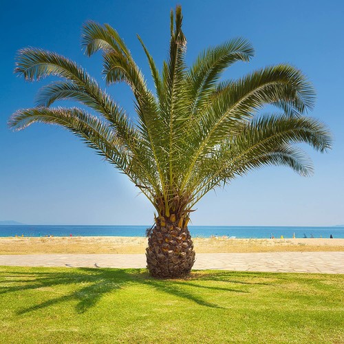 Hardy phoenix palm trees - 2,