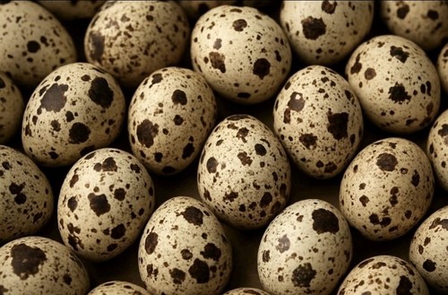 Jumbo coturnix quail eggs - coturnix,