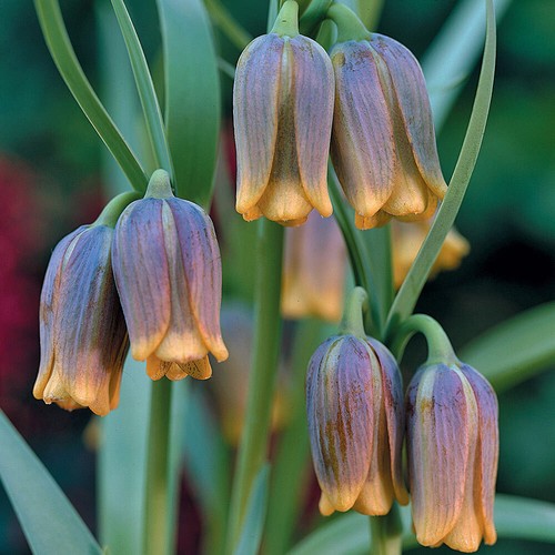 Bulbs fritillaria uva - x,