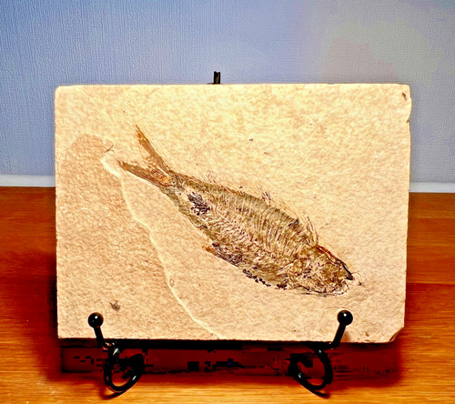 Fossil fish matrix - fish, circa