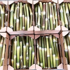 5kg Sugarcane. Free Shipping