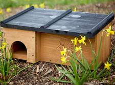 Tom Chambers Prickles Hedgehog