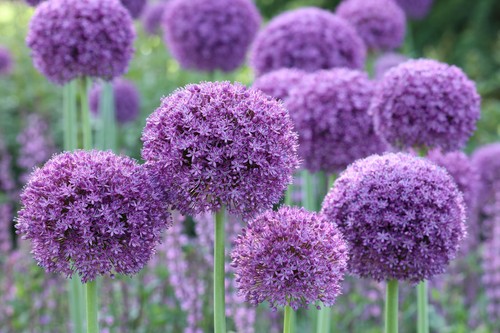 Giant allium gladiator - allium,