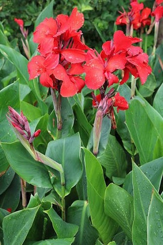 Canna indica red seeds - red, x5
