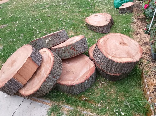 Freshly cut oak logs large - oak,