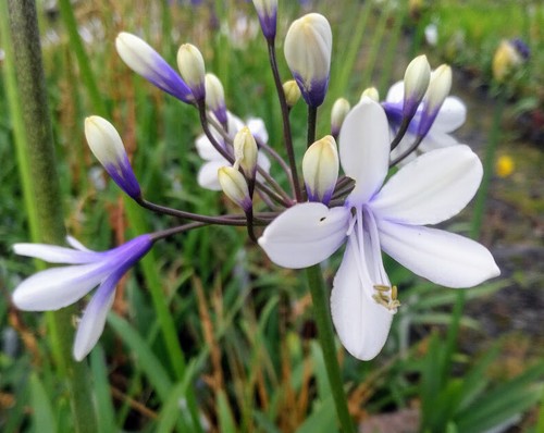 New agapanthus shooting stars - new,