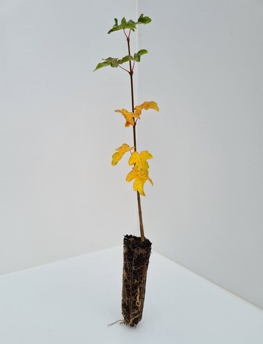 Field maple acer - acer, campestre