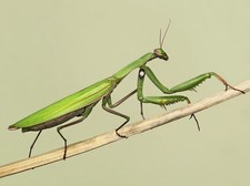 European Praying Mantis -
