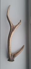 Natural Shed Sika Deer Antler