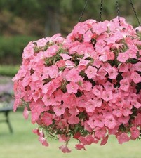 200 x  PETUNIA CORAL SALMON F1 Seeds
