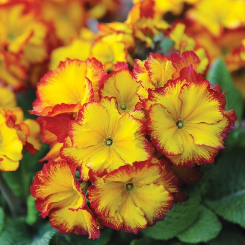 Polyanthus firecracker yellow - polyanthus,