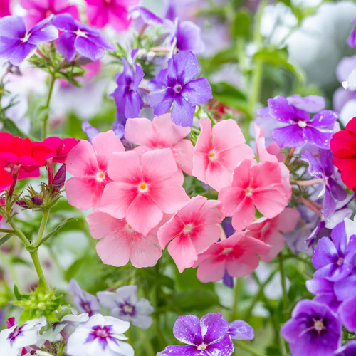 Phlox drummondii tapestry - phlox drummondii, 'tapestry'