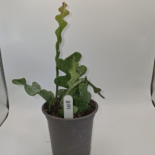 Fishbone cactus zig zag - fishbone,