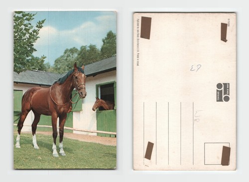 Postcard john hinde horse - -,