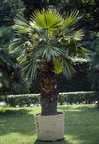 Trachycarpus fortunei star - trachycarpus, /