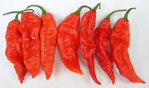 Bhut jolokia naga 100 - bhut, 100%