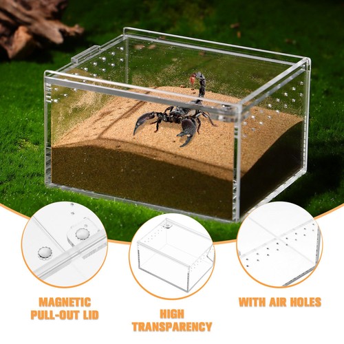 Tarantula sling enclosure - tarantula,