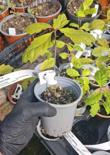 Red oak tree quercus - red,