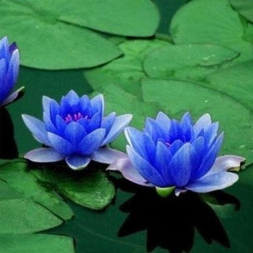 Water lillies egyptian blue - egyptian,