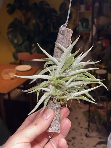 Tillandsia tenebra - tillandsia,