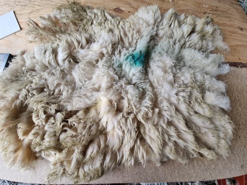 Raw sheep fleece spinning - raw,
