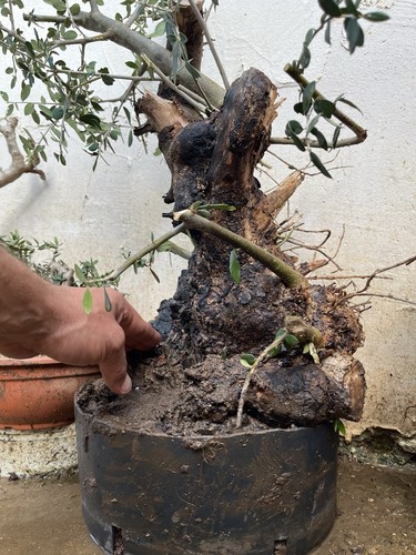 Olive bonsai trunk thick and - olive,