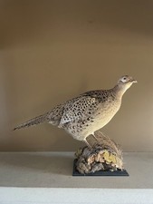 Taxidermy Female Ring Necked