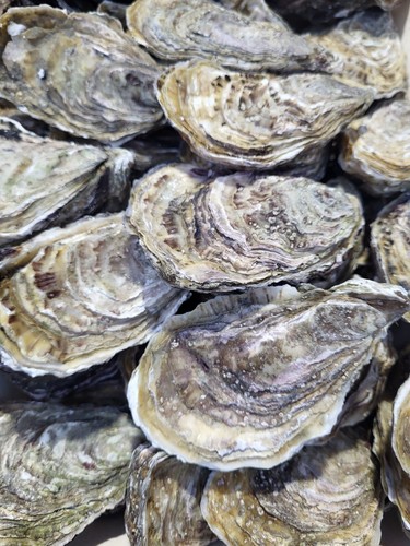 Large oyster shells price - large,