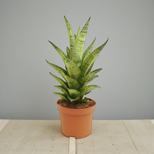 Sansevieria tough lady - sansevieria, ‘tough