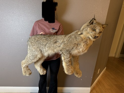 Full body lynx taxidermy - lynx, mount