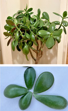 Jade plant money tree - 8, x