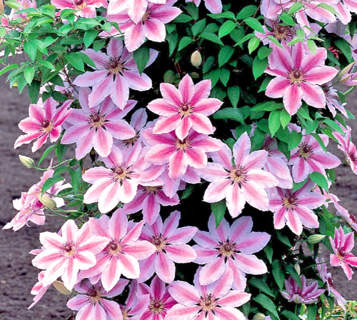 Clematis nelly moser - 'nelly, 9cm