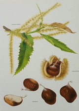 Vintage 1975 Chestnut Bur