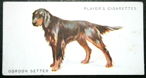 Gordon setter vintage - setter,