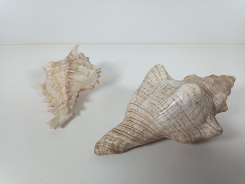 Pair decorative conch - pair, of