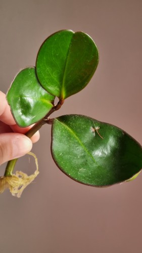 Peperomia clusiifolia red - peperomia,