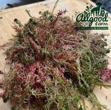 Fresh Welsh Sphagnum Moss | 1L