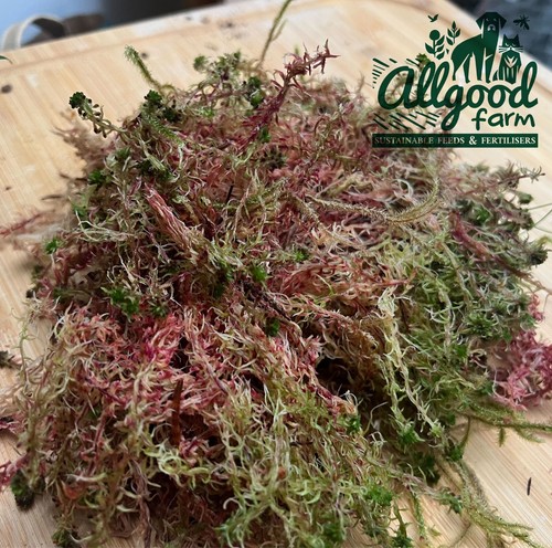 Fresh welsh sphagnum moss - fresh,