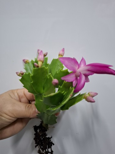 Pink christmas cactus - pink,