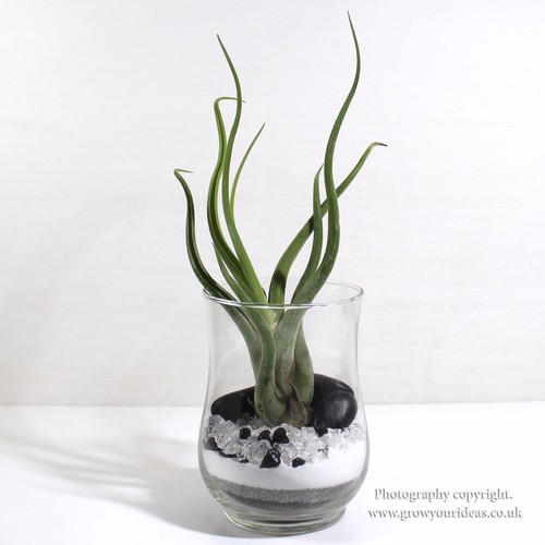 Tillandsia air plant kit glass - plant,