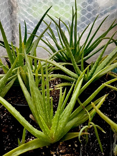 Aloe vera succulent house - aloe,