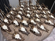 Premium Taxidermy Roe Deer