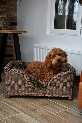Medium charles wicker - charles, dog