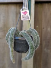 Cleistocactus Colademononis-Monkey tail  cactus-trailing whole plant -multiheads