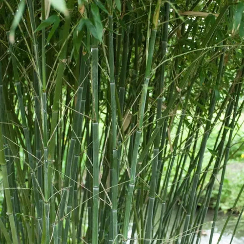 100 bissetii bamboo seeds - bissetii,