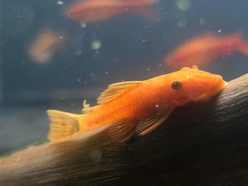 Super red bristlenose pleco - bristlenose,