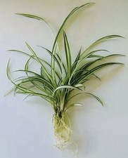 🌱 1 GREEN & WHITE SPIDER