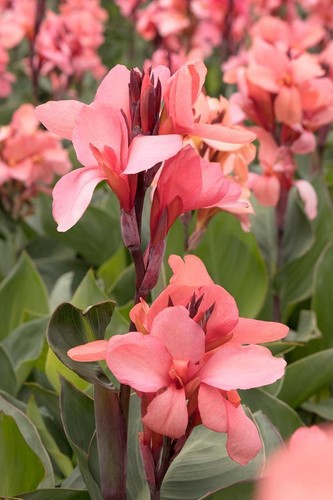 Pack canna lily cannova f1 - x3,