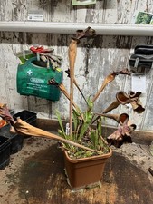 Sarracenia F88 flava var