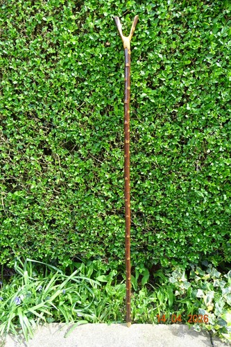 Blackthorn natural thumb - , stick